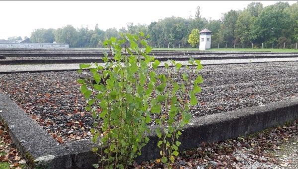Das Geheimnis von Dachau